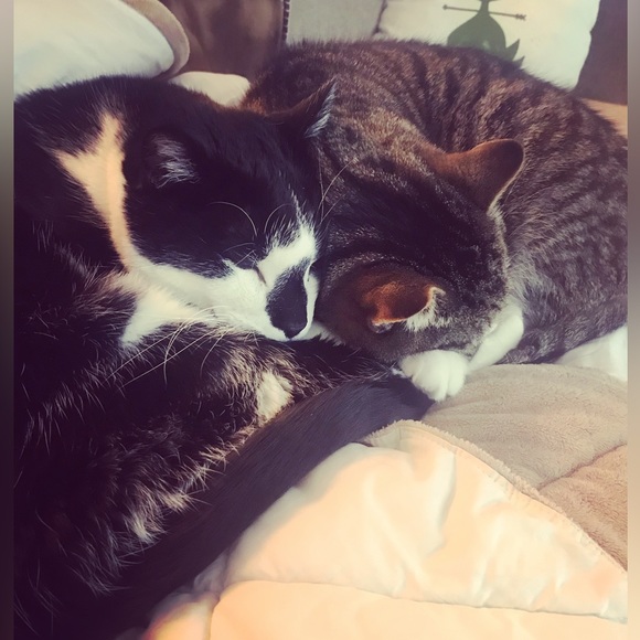 🐎Unlisted🐾 items - Picture 3 of 5